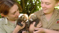 Mogo Zoo - Accommodation Georgetown 3