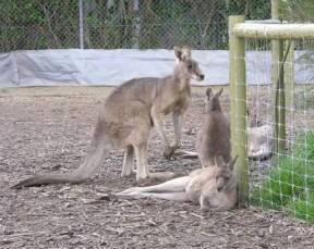 The Great Ocean Road VIC Accommodation Georgetown