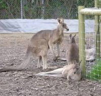 Jirrahlinga Koala  Wildlife Sanctuary - Accommodation Georgetown