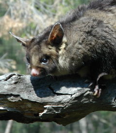  Accommodation Georgetown