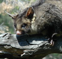 Moonlit Sanctuary Wildlife Conservation Park - Accommodation Georgetown