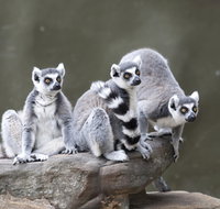 Adelaide Zoo - Accommodation Georgetown