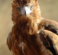 Alice Springs Desert Park - Accommodation Georgetown