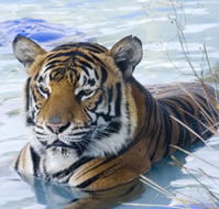 Zoo Doo Wildlife Park - Accommodation Georgetown