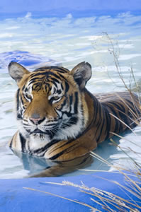 Zoo Doo Wildlife Park - Accommodation Georgetown 0