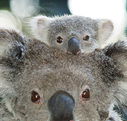 Billabong Koala and Wildlife Park - Accommodation Georgetown