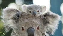 Billabong Koala And Wildlife Park - Accommodation Georgetown 0