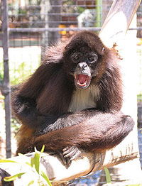 Billabong Koala And Wildlife Park - Accommodation Georgetown 1