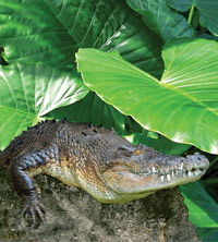 Billabong Koala And Wildlife Park - Accommodation Georgetown 2