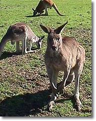 OZe Wildlife - Accommodation Georgetown 1