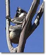 OZe Wildlife - Accommodation Georgetown 2