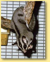OZe Wildlife - Accommodation Georgetown 3