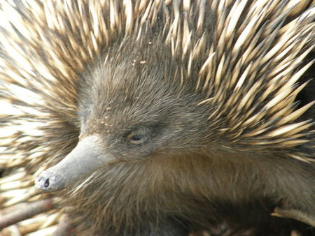 Dundee's Wildlife Park - Accommodation Georgetown 3
