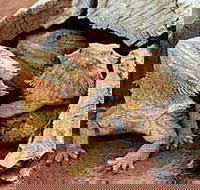 Alice Springs Reptile Centre - Accommodation Georgetown