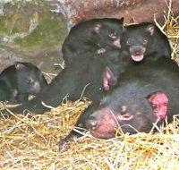 East Coast Natureworld - Accommodation Georgetown