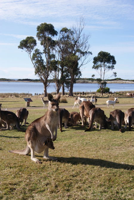 East Coast Natureworld - Accommodation Georgetown 1