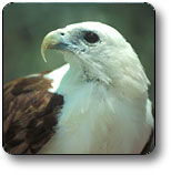 Kakadu National Park - Accommodation Georgetown 0