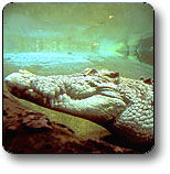 Kakadu National Park - Accommodation Georgetown 1