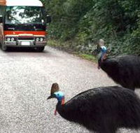 Kookaburra Tours - Accommodation Georgetown