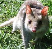 Urimbirra Wildlife Park - Accommodation Georgetown