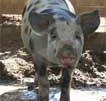 Wagga Wagga Zoo - Accommodation Georgetown