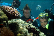 Dolphin Wild - Accommodation Georgetown 1
