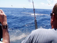 Downunder Charters - Accommodation Georgetown 3