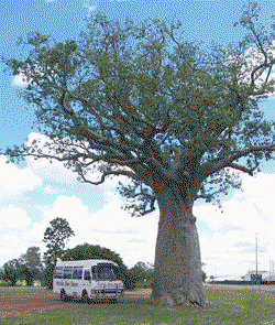 Kununurra Cruises - Accommodation Georgetown 1