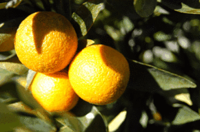 Kinloch Wines - Accommodation Georgetown 1