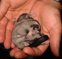 Cool Companions - Accommodation Georgetown