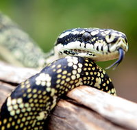 Reptile Encounters - Accommodation Georgetown