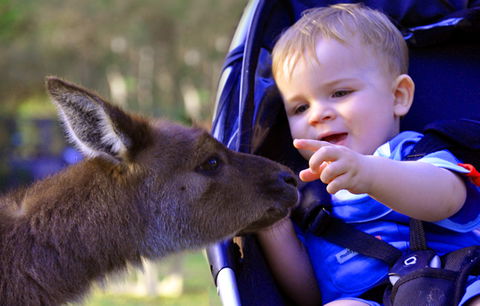 Australian Reptile Park - Accommodation Georgetown 6