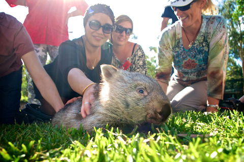 Australian Reptile Park - Accommodation Georgetown 10