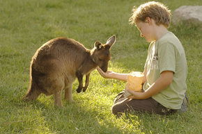 Cleland Wildlife Park - Accommodation Georgetown 4