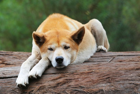 Potoroo Palace - Accommodation Georgetown 1