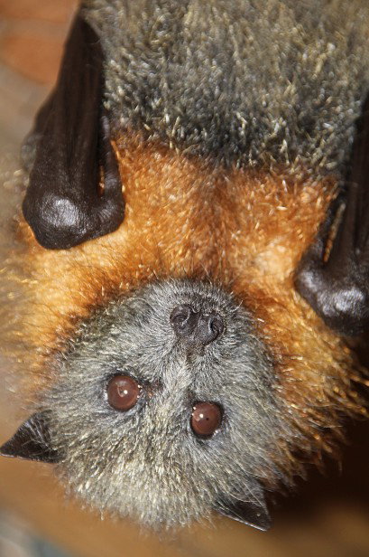 Potoroo Palace - Accommodation Georgetown 2