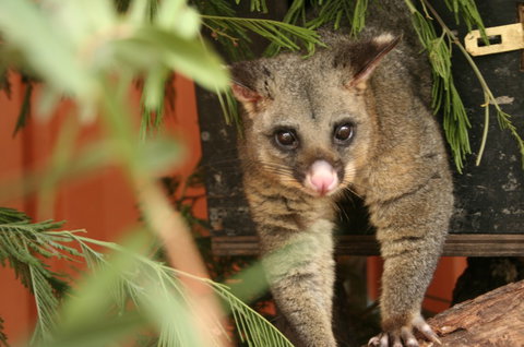 Potoroo Palace - Accommodation Georgetown 3