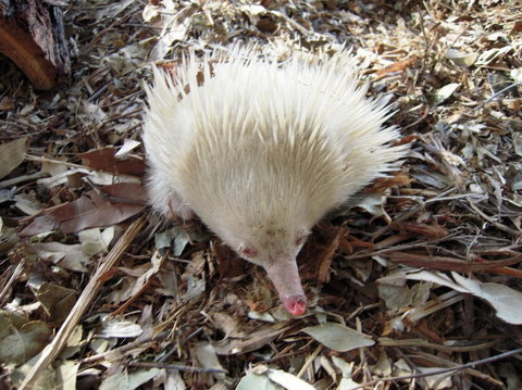 Potoroo Palace - Accommodation Georgetown 4