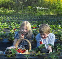 Blue Hills Berries  Cherries - Accommodation Georgetown