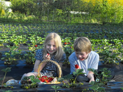 Blue Hills Berries & Cherries - Accommodation Georgetown 0