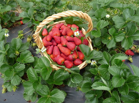 Blue Hills Berries & Cherries - Accommodation Georgetown 3