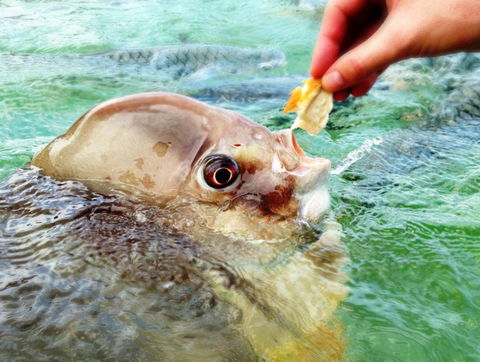 Aquascene Fish Feeding Sanctuary - Accommodation Georgetown 1