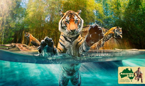 Australia Zoo - Accommodation Georgetown 9