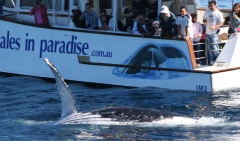 Australian Whale Watching - Accommodation Georgetown 5