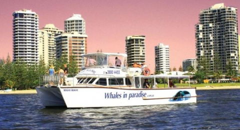 Australian Whale Watching - Accommodation Georgetown 8