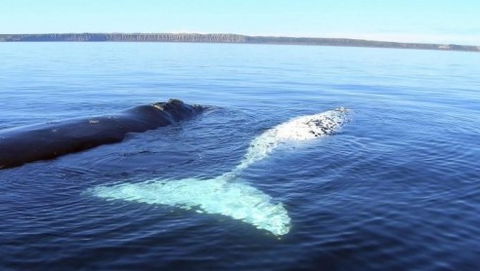 Australian Whale Watching - Accommodation Georgetown 9