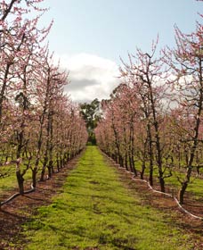 Raeburn Orchards - Accommodation Georgetown 0
