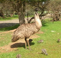 Minlaton Fauna Park - Accommodation Georgetown