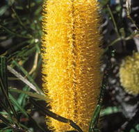 Moore River National Park - Accommodation Georgetown