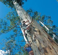 Dave Evans Bicentennial Tree - Accommodation Georgetown